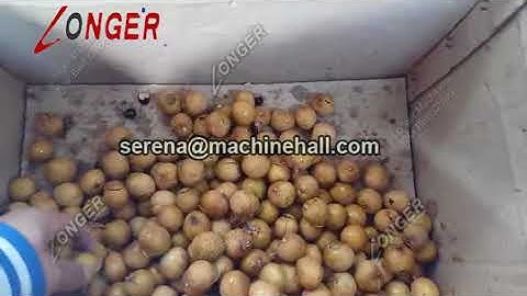 Longan Core Removing Machine|Seed Pitting Equipment Youtube Video