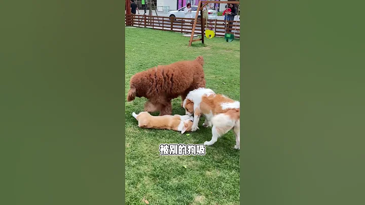 怎麼把一隻小狗累得倒頭就睡 - 天天要聞