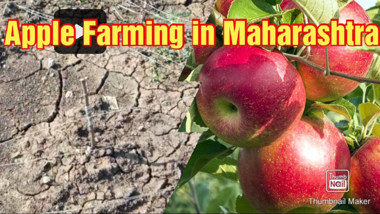 Apple Farming In Maharashtra India Vlog 1 Apple Farming In Maharashtra India Vlog 1
