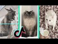 BEST DANK CAT MEMES COMPILATION OF NOVEMBER 2020 #3 | Funny Cat Compilation