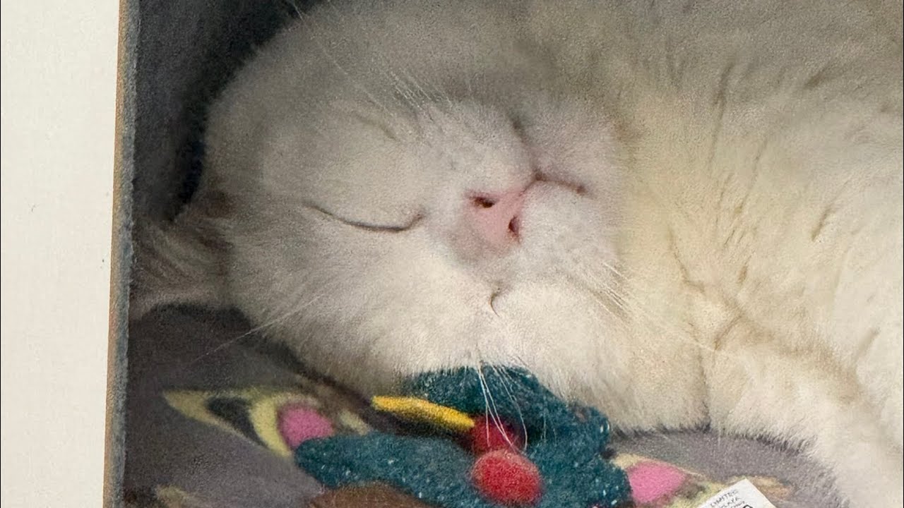 Vlog 집사브이로그, 물렁씨 생일주간