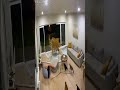 Two Tigers Break Into the House — But Cats Scare Them Away!