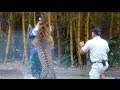 Caught On Tape: Animal Trainer Fights Life After Tiger Attack | World News Tonight | ABC News