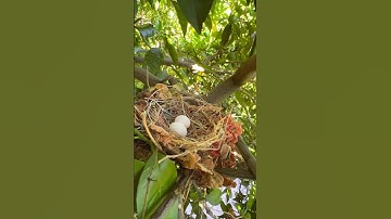 The nest was empty😭😭😭