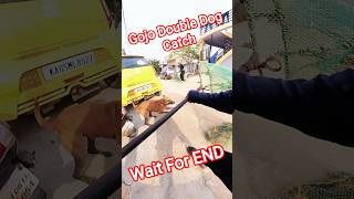 Gojo Jumping Dog Catch #dog #dogshorts #citystreetdogcatching #rescue #catch