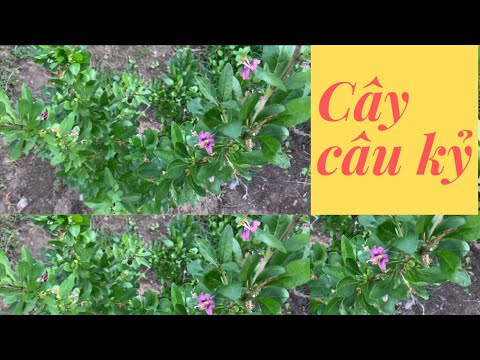 Video Cây Câu Kỷ Đặc Tính Cây Câu Kỷ Tử Cách Trồng Cây Câu... - youtube