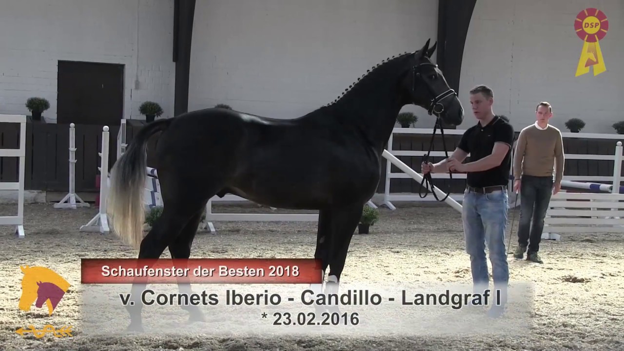 37. Iberio Candillo YouTube
