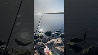 Ловим Сазана, Рыбалка на флет фидер #fishing #рибалка #carpfishing #кривийріг #плотва #carp #рыбалка