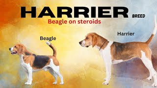 Beagle vs. Harrier : Exploring the Differences and Similarities between Two Hound Breeds