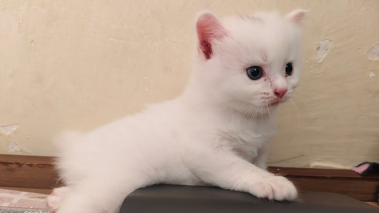 🐾 LIVE: Adorable Persian Kittens Playtime | Cute Fluffy Cats Streaming Now! 🐱💖