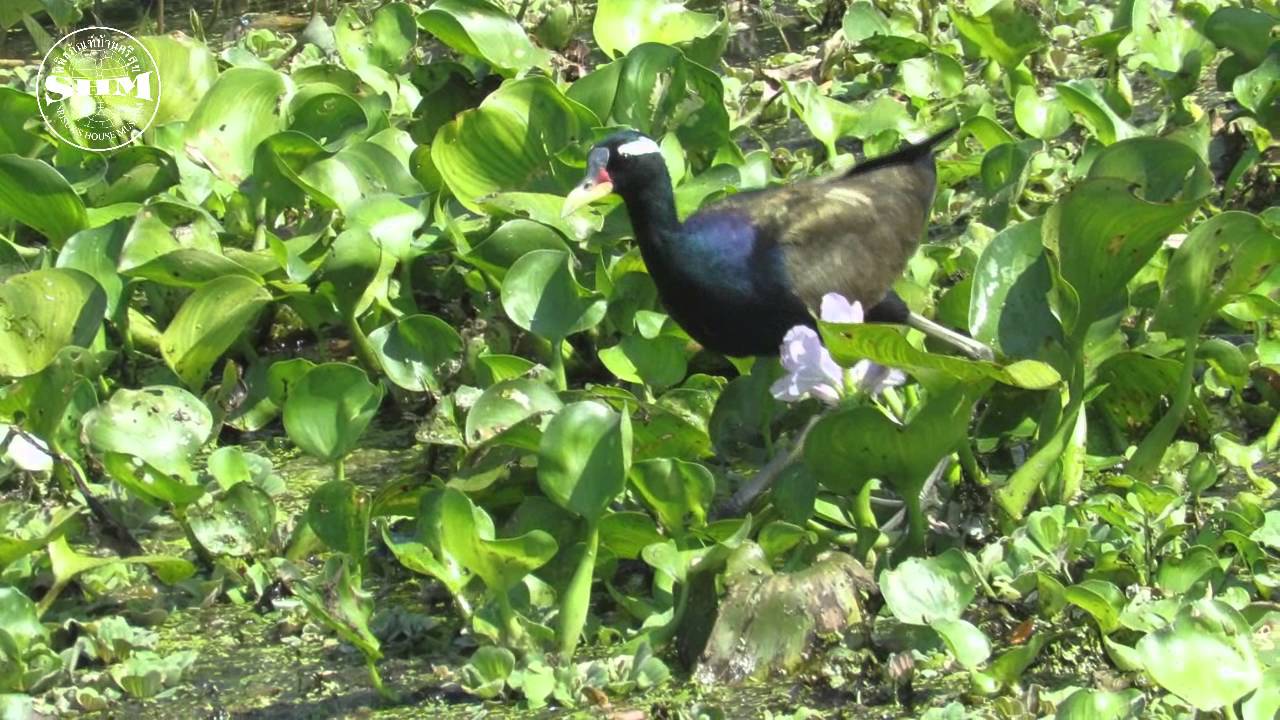 นกพริก (Bronze-winged Jacana)ล่าเหยื่อ 