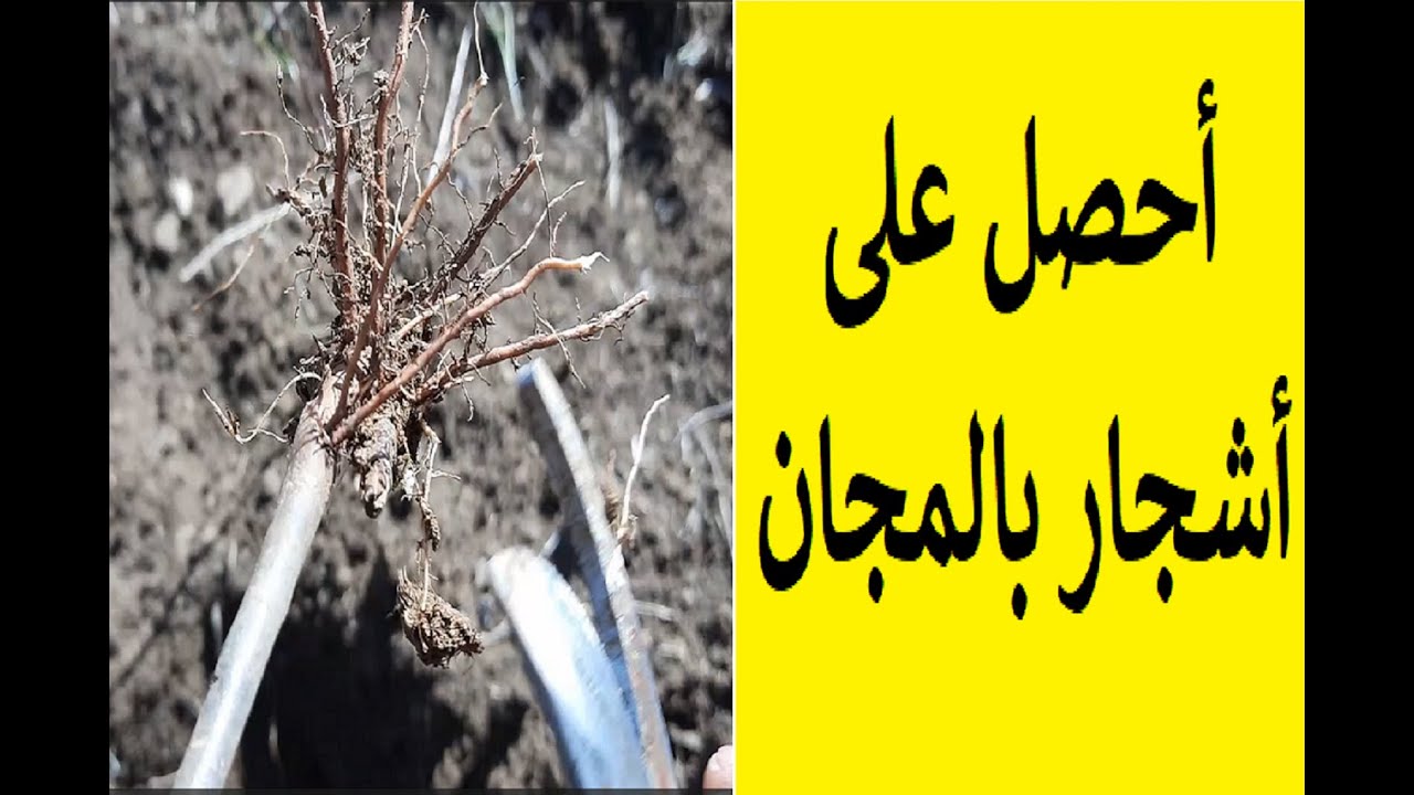 هكذا يعمل أصحاب المشاتل أحصل على أشجار بالمجان من مزرعتك