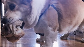 Corgi VS Big Bone by Sid Woodstock 171 views 11 months ago 1 minute, 23 seconds