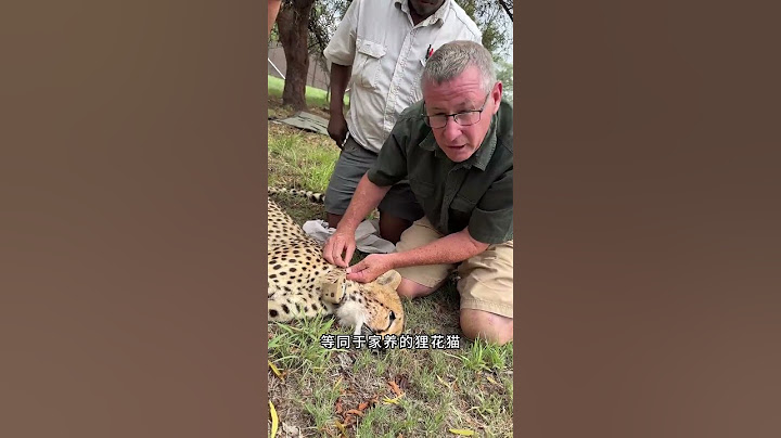 为什么摄影师能近距离拍摄猎豹？ #科普一下 #冷知识