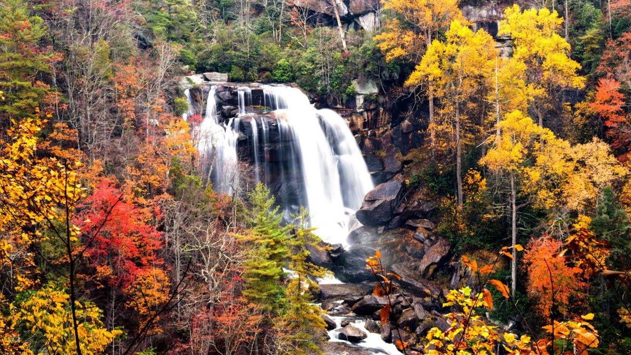 Autumn trees covered with golden leaves over the lake and birds singing | For Sleeping, Relaxing
