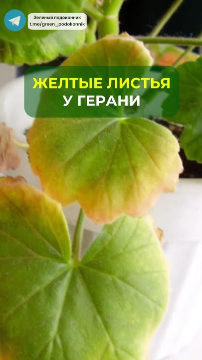 Желтеют листья у герани🍂 #цветы #растения #дача #сад #огород #лайфхаки ...