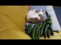 猫の後ろにキュウリ置いてビクッ!!ってなる例のアレに挑戦してみた