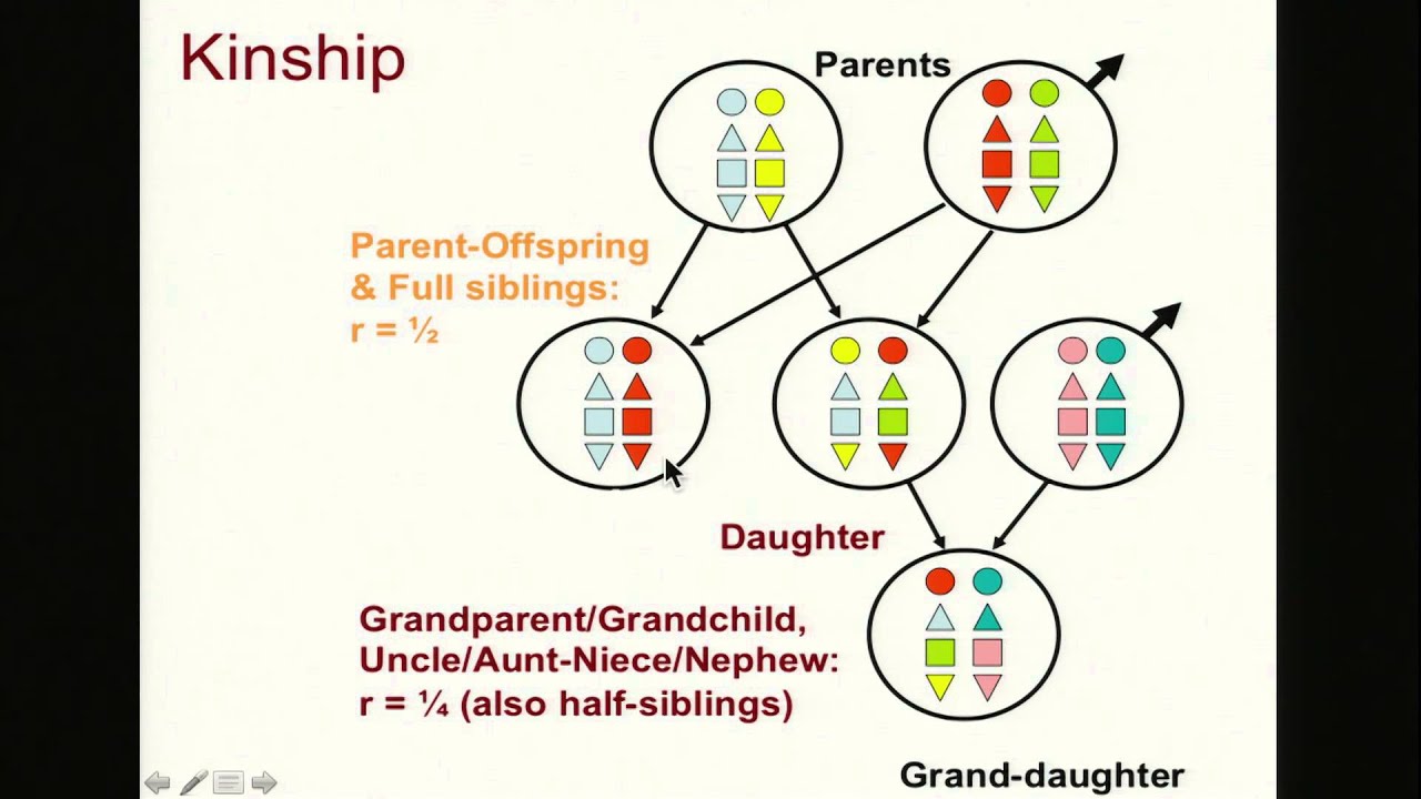 Biology 1001 - Cooperation 4