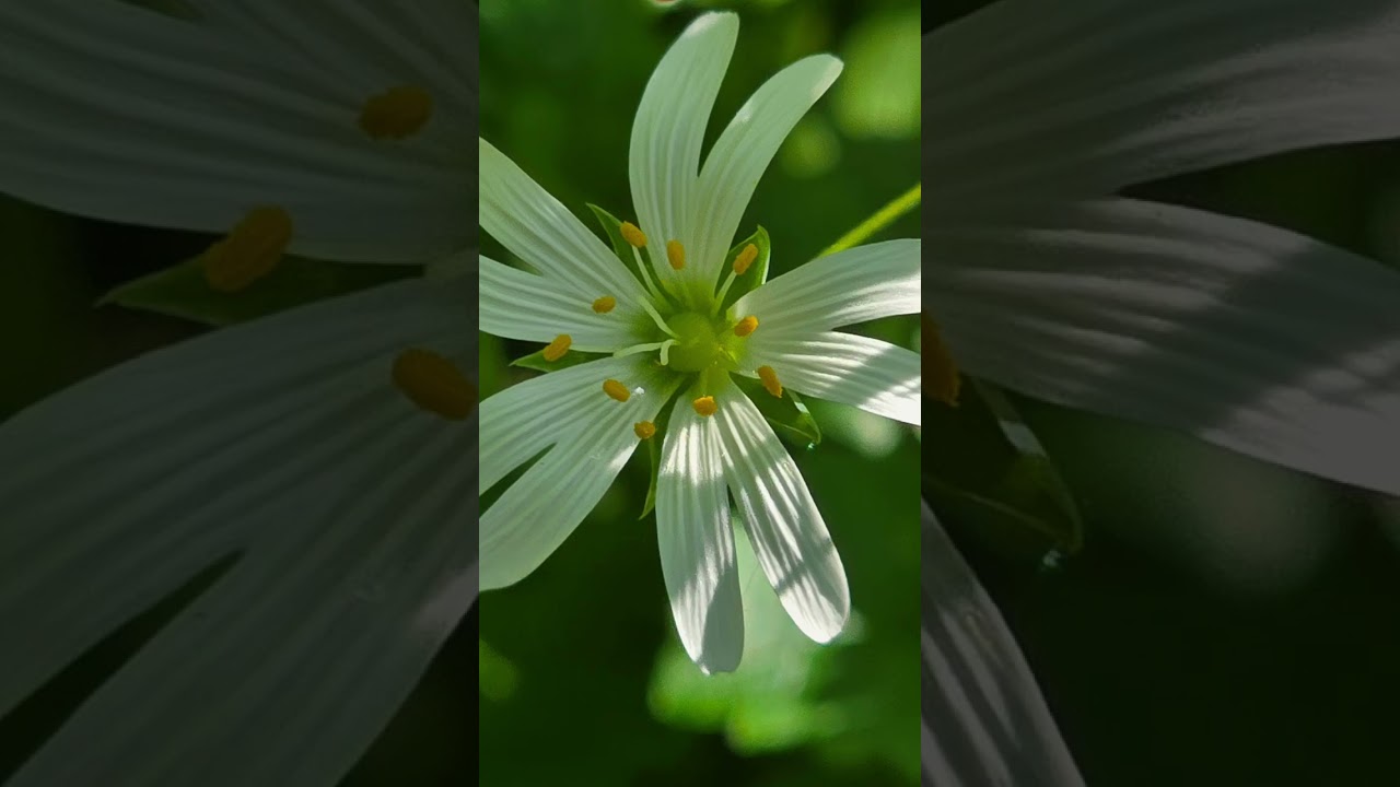 Forest magic and sound peace 💚, Meditation, relaxing video