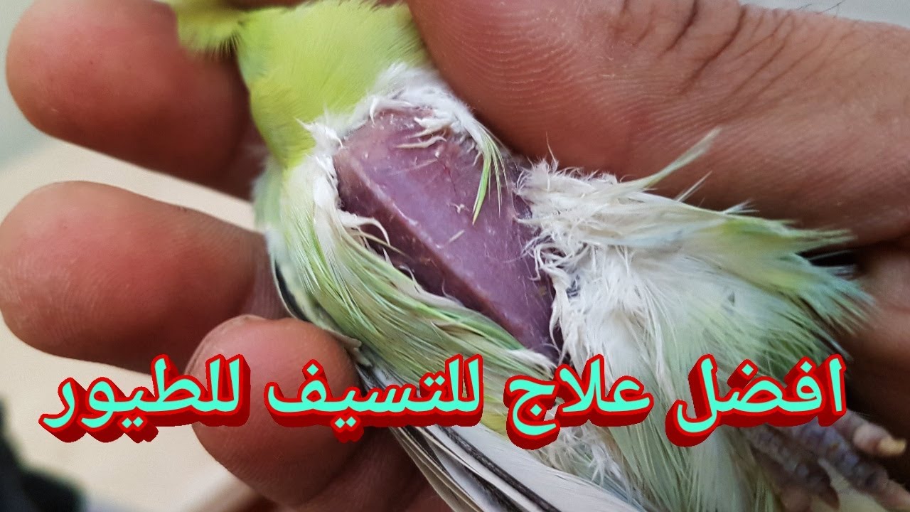 علاج التسيف للطيور