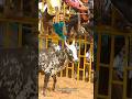 #song #tamilsong #youtube #jallikattu #bull #trending #tiktok #viral#youtube#tamil#music #jallikattu