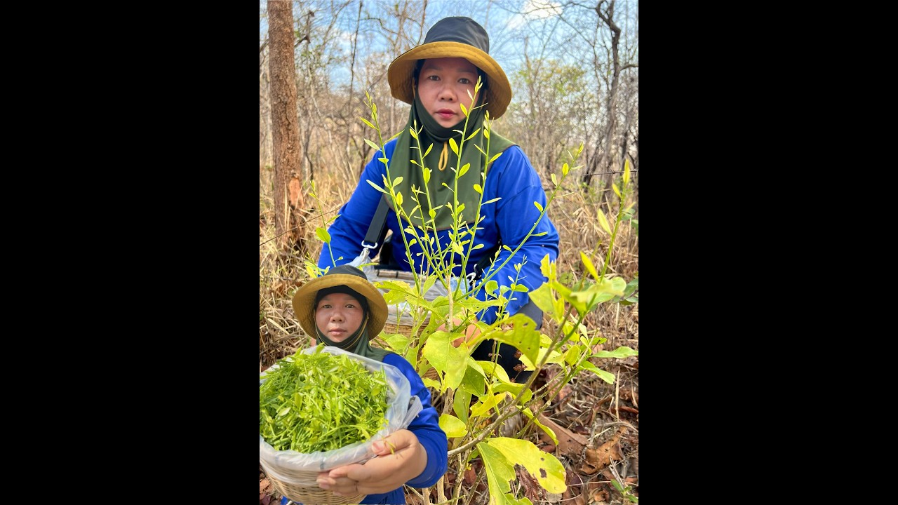 หาอีกอย่าง แต่หมานอีกอย่าง รอบนี้ผักหวานต้นใหญ่ยอดเต็มต้น ยอดสวยสุดๆ