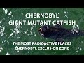 Poissonchat gant mutant de tchernobyl  les endroits les plus radioactifs de tchernobyl