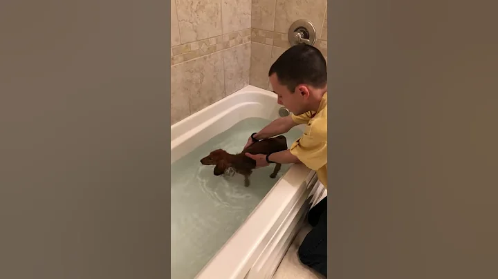 Lady the dachshund