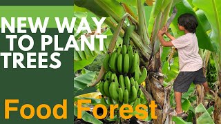 Episode18 Food forest, how to be lazy gardener