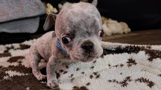 This Tiny Puppy Stopped Growing at 6 Weeks—Then a Fall Changed Everything