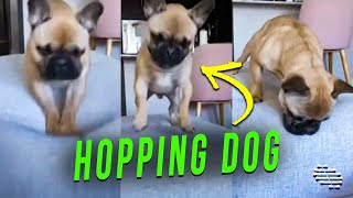Dog Hopping in Its Place on the Couch Like a Rabbit