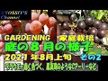 【XYOSSIYのライフチャンネル】2021年８月上旬の様子その２　デラウエァいよいよ収穫まじか、コガネムシにやられているブドウ、黒真珠のようなキャンベルアーリーなど