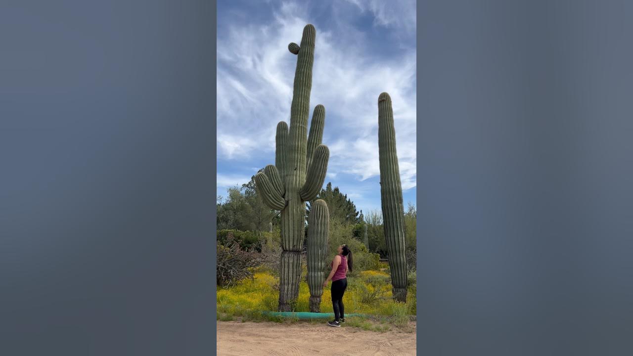 On the hunt for the big cactus (beefs) #cactuslover #plantlove #beef On the hunt for the big cactus (beefs) #cactuslover #plantlove #beef