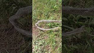 Big Snakeskin #snakeskin #snakes #nature #backyard