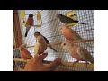 Comparing Bourke's Parakeets to Splendid Parakeets - Their Differences