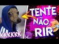 TENTE NÃO RIR / ANIMAIS ENGRAÇADINHOS