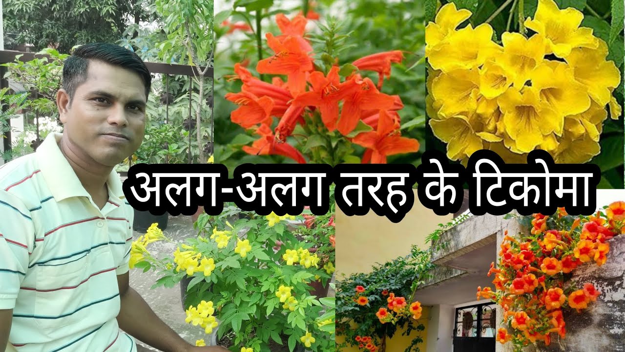 Different Types of Ticoma