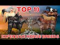 Top 10 Most Expensive Horse Breeds in the World.