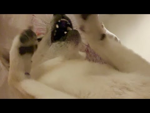 珍しく文句を垂れまくる柴犬