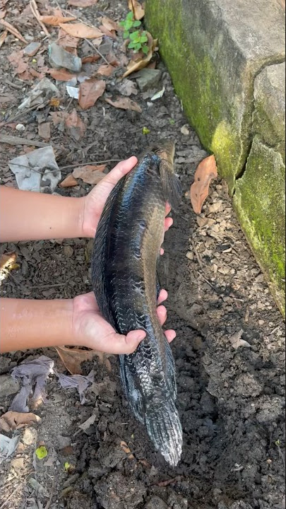 IKAN CHANNA YELLOW SENTARUM MOSTER PUNYAKU MATI!!! #channa #channamaru #yellowsentarum #shorts