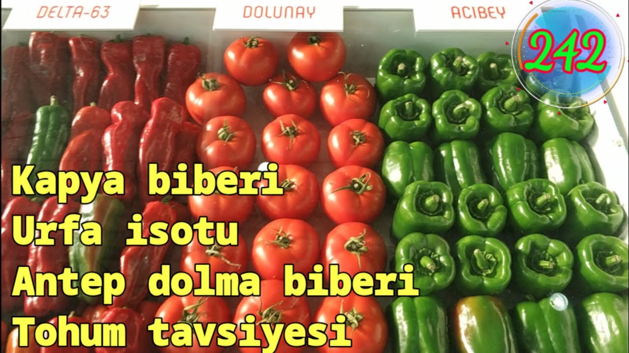 Adana tarım fuarı Kapya biberi, Urfa acı biberi ve antep ...