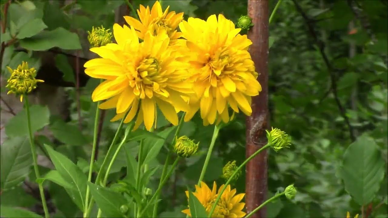 Puimurin huoltoa Rehun tekoa Vanhoja koneita Hunaja kukkia Mallasohran puintia 2024