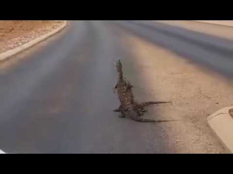 monitor-lizard-fights