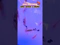 ARRIVO WUNDERMANNI #music #song #vasca #gamberi #arrivo #animali #animals #acquario