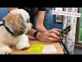Jugbow Dog Training Collar Remote Waterproof Rechargeable