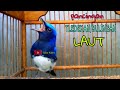 Tledekan Laut Memancing Sulingan Laut Lain Biar Bunyi Mp3 - Mp4 Download