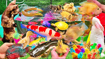 Vịt Dễ Thương, Bắt Các Con Vật Dễ Thương, Mèo Dễ Thương, Cua, Rùa, Cá Koi, Cá Vàng, Cá Trê, Lươn