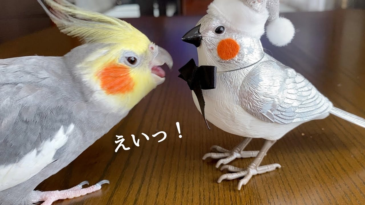 怖いくせにちょっかいを出すオカメインコこはくさん/今年最後の「めっ！」