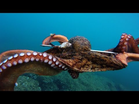 Video: Hobotnice I Lignje Mogu Prepisati RNA. Jesu Li Zbog Toga Tako Pametni? - Alternativni Prikaz