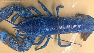 Rare Blue Lobster Turns Up In 1-In-2-Million Find